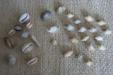 Cat shark tooth & a Pufferfish jaw!